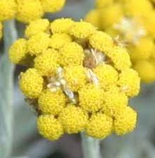 Image result for Helichrysum aureo-nitens