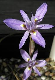 Image result for Moraea simulans
