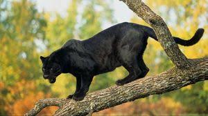 Panther Full Hd Hdtv Fhd 1080p Wallpapers Hd Desktop Backgrounds 1920x1080 Images And Pictures What type of black panther.