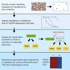 Image result for ALK Inhibitor
