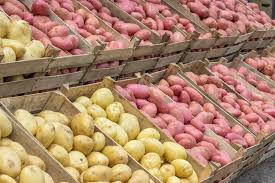 Hanya bermodal kan dengan singkong, ubi, bumbu pedas atau bumbu lainnya dan bahan lainnya kita dapat menikmati nya dirumah. Kentang Dan Ubi Jalar Mana Pilihan Yang Paling Sehat