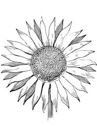 Sunflower Coloring Page From Sunflower Category Select From 28436 Printable Crafts Of Cartoons Nature Ani Sunflower Coloring Pages Sunflower Images Line Art