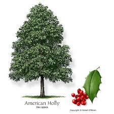If you only have room for one american holly tree, look for the 'croonenburg' variety. 2 American Holly Trees Plants Shrubs Hardy Screen Native To Virginia Ebay