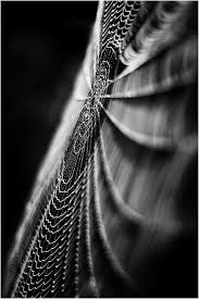 Abstract Black And White Macro Photography D 4 White Photography Macro Photography Black And White Photographs