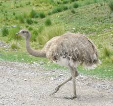 Archivo:Rhea pennata pennata (6).JPG - Wikipedia, la enciclopedia ...