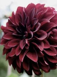 Dahlia Shadow Cat Beautiful Flowers Love Flowers Dahlia Flower