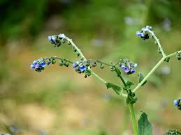 Image result for Cynoglossum lanceolatum