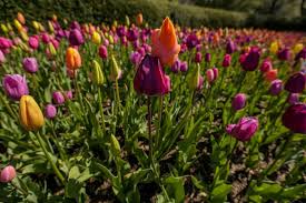 Show off your chess (or checkers). Follow This Map To Find The Best Blooms In Central Park Secretnyc
