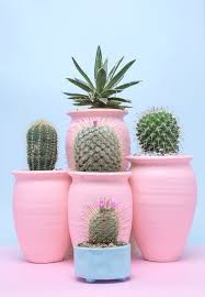 Go to manage prime membership. Cactus Room Decoration Cactus Nursery And Bedroom Decor