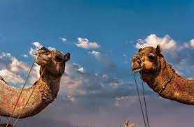 But to make the camels. An Insider S Guide To The Pushkar Camel Fair G Adventures