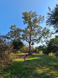 Image result for Philenoptera nelsii