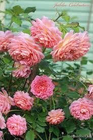 Jubilee Celebration Aushunter Rozy Anglijskaya Roza Cvety