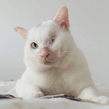 หมดเวลาของแมวหรือยัง? คุยกับ ทูนหัวของบ่าว ในวันที่ Cat Marketing แผ่วลง