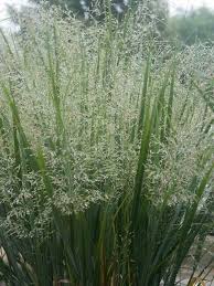 Check spelling or type a new query. Panicum Northwind Bluestone Perennials
