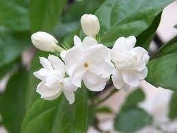 Pin On Flowers Jasmine Flower Mō Li Hua