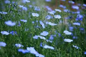 Feb 19, 2021 · the bible uses flowers often as imagery of beauty and growth. Plants Of The Garden The Bible Garden