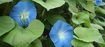 Image result for Ipomoea tricolor