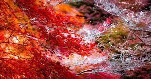 How to use bing cherry tree in the landscape. Do You Know The Autumn Cherry Blossoms Bored Panda