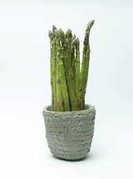 However, you need to ensure the soil is moist during. Growing Asparagus In A Planter Caring For Container Grown Asparagus