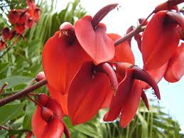Image result for Erythrina crista-galli