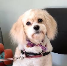 Known as manhattan's town square, the park is famous for its lush seasonal gardens, free activities, world class restrooms, and al fresco dining. Bark And Board West Midtown Home Facebook