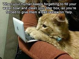 Check spelling or type a new query. Pin By Coco Bobby On Hello Kitty Funny Animal Memes Funny Animal Pictures Funny Animals
