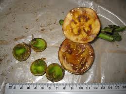 Image result for Solanum macrocarpon