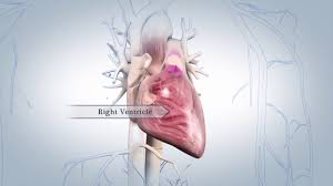 An organ is a unique anatomic structure consisting of groups of tissues that work in concert to perform specific functions. How The Heart Works Nhlbi Nih