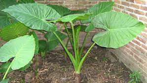 Lista de fichas de plantas de interior y terrazas :. Oreja De Elefante Plantas Planta Alocasia Planta Oreja De Elefante