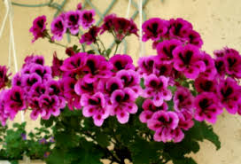 каталог комнатных комнатные цветы фото и названия и уход за ними Bazilik Ne Prosto Pryanost A Celebnoe Lekarstvo Nauchil Sosed Kak Nim Lechitsya I K Vracham Ne Obrashatsya Interesno Win Gerani Komnatnye Cvety Cvety