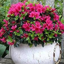1 X Pink Azalea Japanese Evergreen Shrub Hardy Garden Plant Amazon Co Uk Garden Outdoors Pink Azaleas Evergreen Shrubs Planting Shrubs