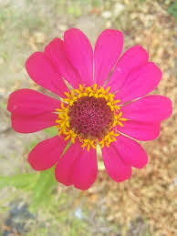 Citranya begitu pas dengan mawar berwarna pink lembut. Keindahan Bunga Taman Yang Berwarna Merah Steemit