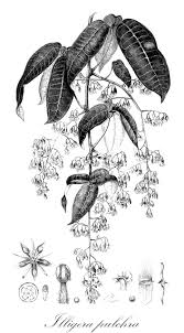 Image result for Hernandiaceae