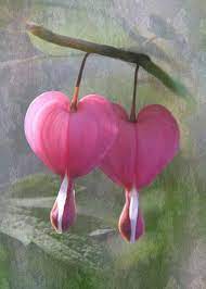 Pin By Reese Appel On Flowers Flower Lover Bleeding Heart Flower Flower Heart