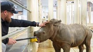 Look: Kansas zoo names baby rhino Creed after Chiefs center | Kansas City Star