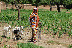 Photo of a pretty lady slaughtering a goat, goes viral and scares men. Goat Wikipedia