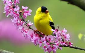 Pin On Birds