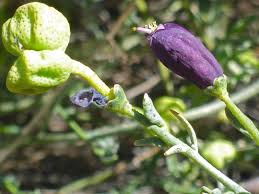 Image result for Thamnosma