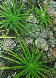 Image result for Isoetes