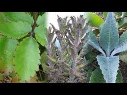 Pin En Planta Medicinal