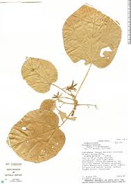 Image result for Pterygota