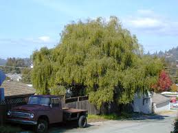 Image result for Maytenus