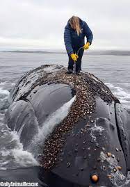 Cleaning a Big Whale: Rescue Worker Removes Barnacles | TikTok