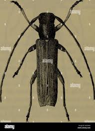 Image result for Lipocarpha atra