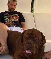 Maybe you would like to learn more about one of these? Look How Big Messi S Dog Is The18