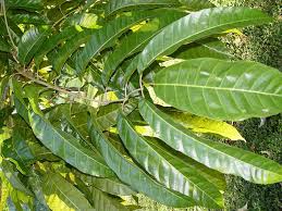 Image result for Canarium