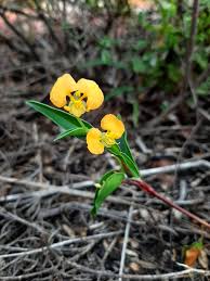 Image result for Commelina reptans