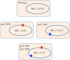 Epistasis Can Influence Antibiotic Resistance Phenotype Epistatic Download Scientific Diagram