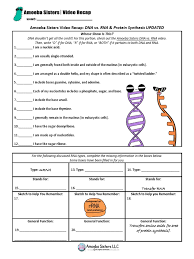 Check spelling or type a new query. Dna Vs Rna And Protein Synthesis Updated Recap By Amoeba Sisters Pdf Rna Biosynthesis