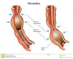 What Is The Involuntary Muscle That Moves Food Through The Digestive System Socratic